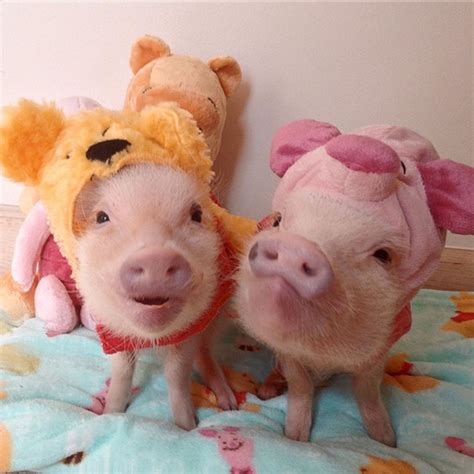Cute Mini Pigs Play Dress Up Abc News