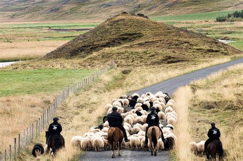 Icelands Réttir Sheep Roundup And A Country Party Icelandair Us