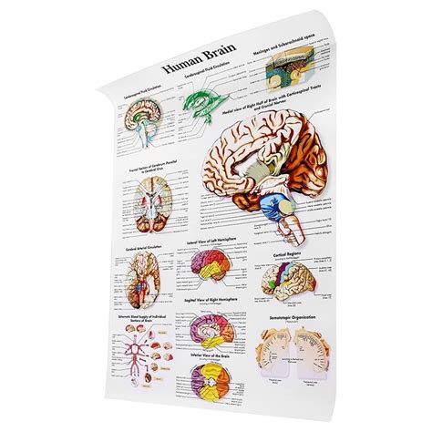 Human Brain Anatomy Chart Laminated Quick Reference G