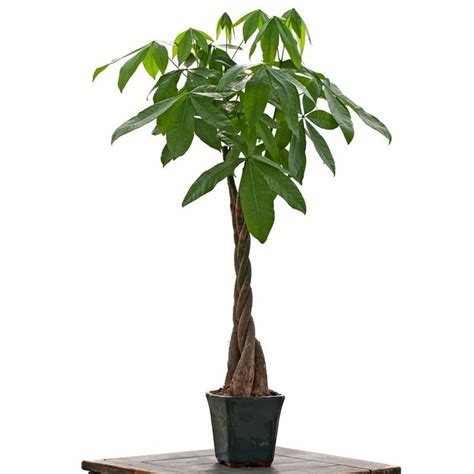 Braided money trees are usually given as a gift; Money Tree (pachira) | Plants Non-Toxic to Cats | Pinterest | Trees, Office plants and Nice