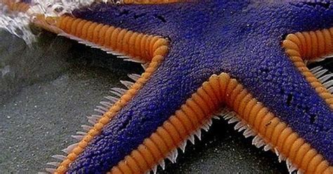 19 Bizarre And Beautiful Starfish Species Starfish Purple And Beach