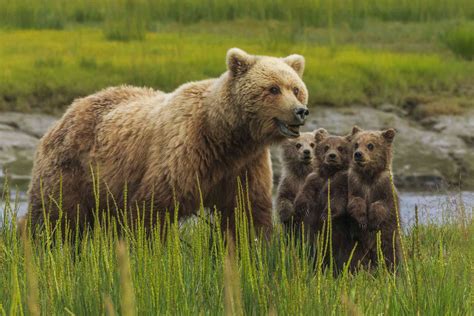8 Amazing Facts About Grizzly Bears