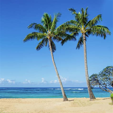 Coconut Palm Trees On The Hawaiian Beach Photograph By
