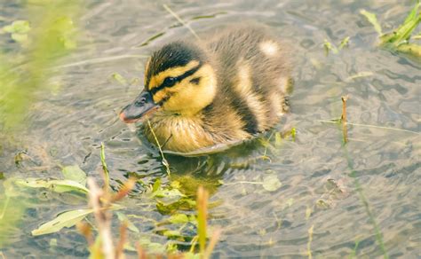 Photo Of Duck On Water · Free Stock Photo