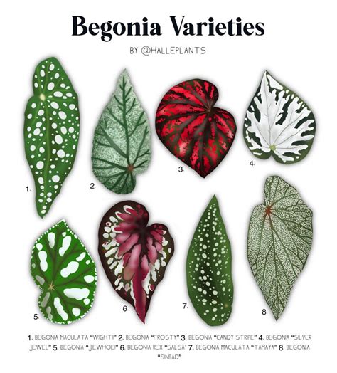 Begonia Varieties Plant Identification Chart Digital Download Etsy