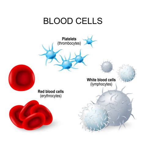 White Blood Cells Clipart 10 Free Cliparts Download Images On