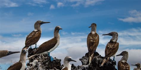 Impressions Of The Galápagos Islands Ef Educational Tours