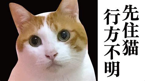 また先住猫が行方不明になりました関西弁でしゃべる猫 猫アテレコ YouTube