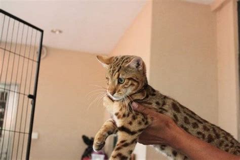Bengal kittens for sale and adoption by reputable breeders. F2 Bengal Kittens FOR SALE ADOPTION from Selangor Kota ...