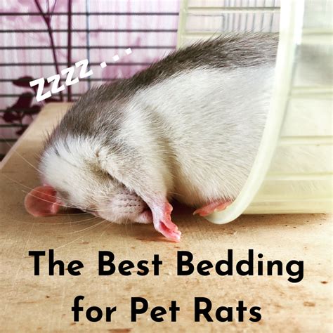 What Is the Best Bedding for Pet Rats? | PetHelpful
