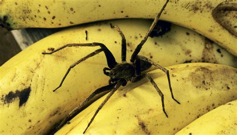 Die bananenspinne ist eine der gefährlichsten und giftigsten spinnen der welt. Das Tiergespräch: Die Spinne in der Bananenkiste gibt es ...