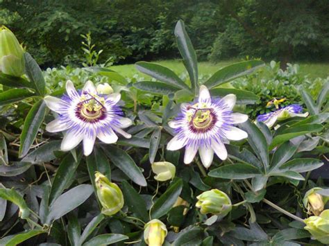 Passiflora Caerulea Blue Passion Flower World Of Flowering Plants