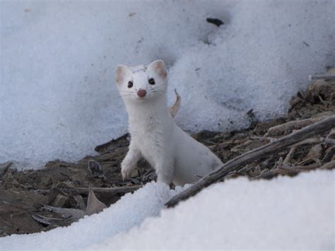 Snow Weasel A Long Tailed Weasel In Its Winter Coat