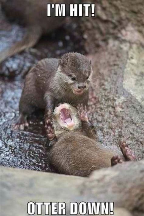 Otter War Animal Captions Funny Animal Memes Funny Animals