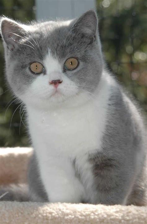 British Shorthair Kitten Blimey Outta Me Head And Shoulds Goes