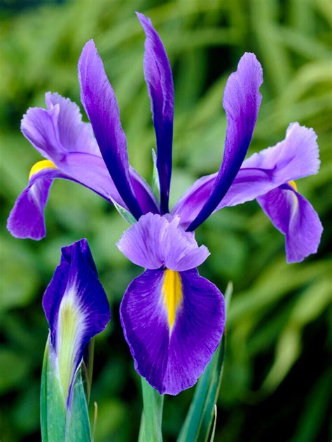 Dutch Iris Bulbs Blue Star Dutchgrown™ Uk