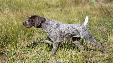 German Shorthaired Pointer Dog Breed History And Some Interesting Facts