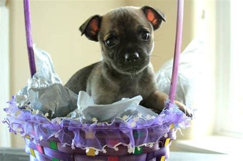 If you are looking to adopt or buy a chihuahua take a look here! Adorable Chihuahua Puppies for Adoption-Ready July 2, 2012 ...
