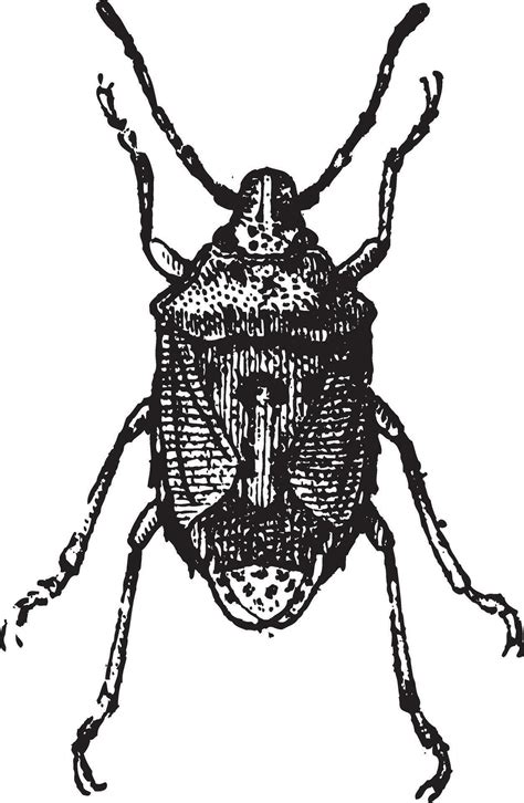 Fig Bug Vintage Engraving Vector Art At Vecteezy