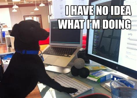 Dog I Have No Idea What Im Doing Know Your Meme