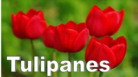 Todo Sobre Los Tulipanes Su Significado Del Color Y Sus Beneficios En