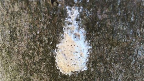 Vermont Dealing With Worst Spongy Moth Outbreak In Decades Necn