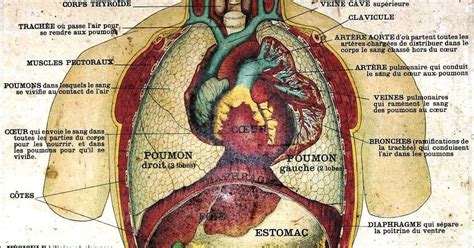 6 Organs In Torso Diagram Organ Anatomy Wikipedia Following Are