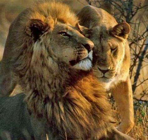 Lion Love Large Cats Big Cats Cats And Kittens Beautiful Creatures