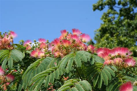 Albizia Julibrissin F Rosea Pink Silk Tree Treesrhs Gardening