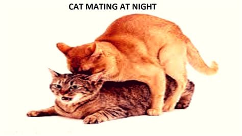 Cat Mating At Night Cat Mating Close Up Youtube