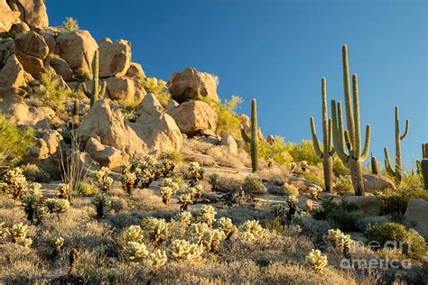 Sonoran Desert Landscape Photograph By Stacy Funderburke Fine Art America