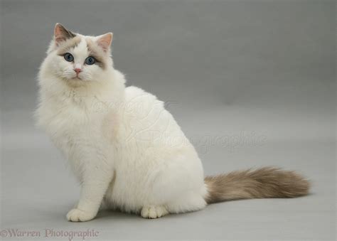 Lilac Bicolour Ragdoll Cat Sitting Photo Wp20647