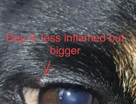How Do You Treat A Stye On A Dogs Eyelid