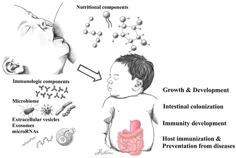 Nutrients Free Full Text Human Breast Milk Composition And Function