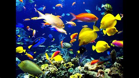 Very Beautiful Pretty Cute Fishes Swimming In An Aquarium Hd Video