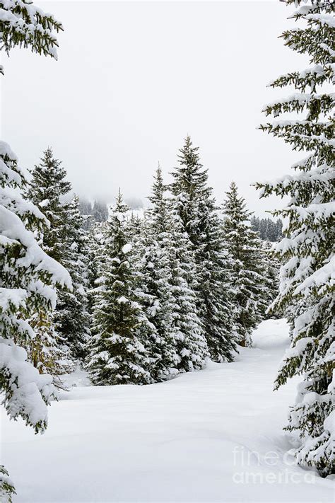 Snowy Pine Trees In Winter In The Austrian Alps Photograph By Sjoerd