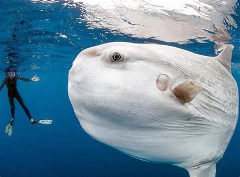 Ocean Sunfish Is The Boniest Fish Its Brain Is The Size Of Three Human