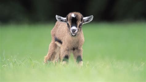 Goats Animals Blurred Baby Animals Grass Wallpapers Hd Desktop