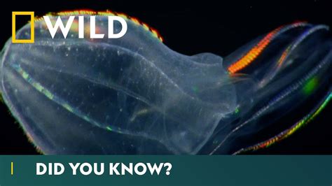Worlds Deadliest Jellyfish Comb Jellies Deadliest Month Ever