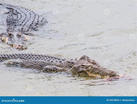 Saltwater Crocodile Feeding Iii Stock Photo Image Of Porosus Animal