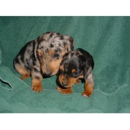 Comes vet checked first shots deformed. Dachshunds-R-Us, Dachshund Breeder in Mayville, Michigan