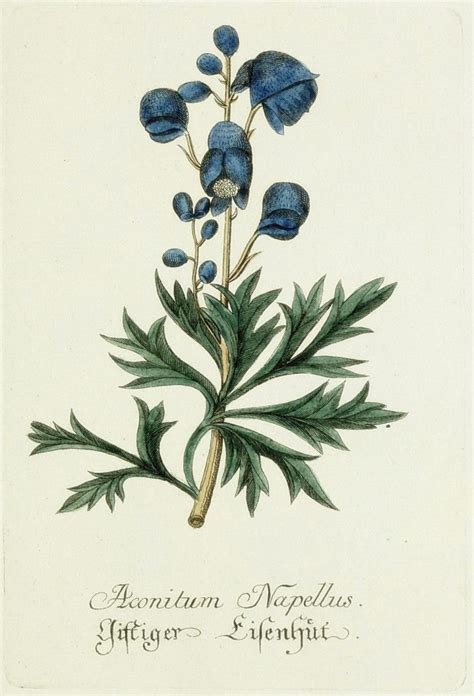Free Printable Royal Blue And Yellow Botanical Art Botanical Printables Botanical Flowers