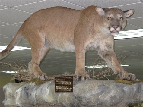 Eastern Cougar Sixth Extinction Wiki Fandom