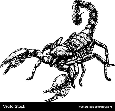 Hand Drawn Sketch Scorpion Tattoo Design Vector Image