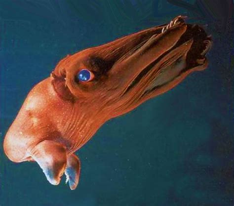 Top 10 Most Bizarre Sea Creatures