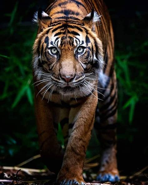 Pin By 🎯 𝑺𝑨𝑺𝑺𝒀 𝑩𝑹𝑰𝑻 🎯 On Gorgeous Animals Xx Sumatran Tiger Tiger