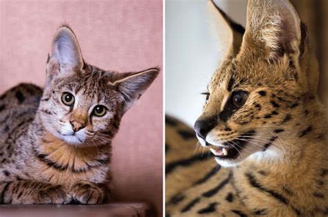 Savannah Cat Vs Serval Cat Differences And Similarities