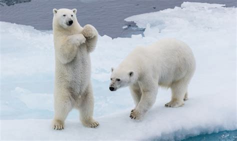 Polar Bear Day Climate Change Threatens The King Of The