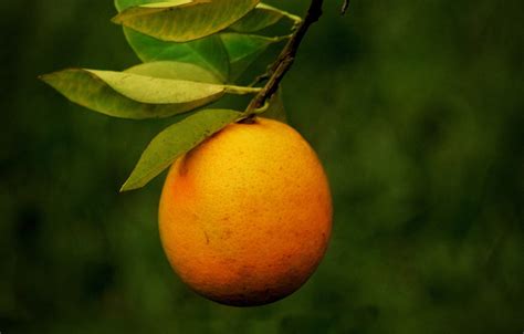 Orange Citron Frukt Gratis Foto På Pixabay Pixabay