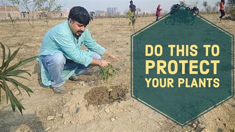 How To Protect Plants From Direct Sun Youtube